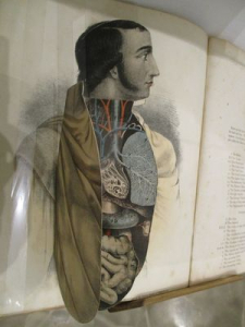Etienne Rabaud, Anatomie élémentaire du corps humain. Paris, Librairie C. Reinwald, Schleicher Frères, Editeurs, 1899.